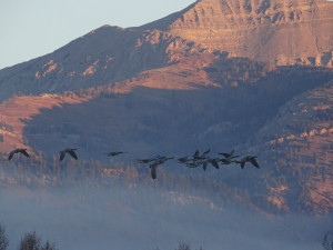 Geese head south hoping to find warm weather during the winter