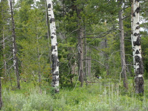 Camouflaged wildlife Yellowstone Park
