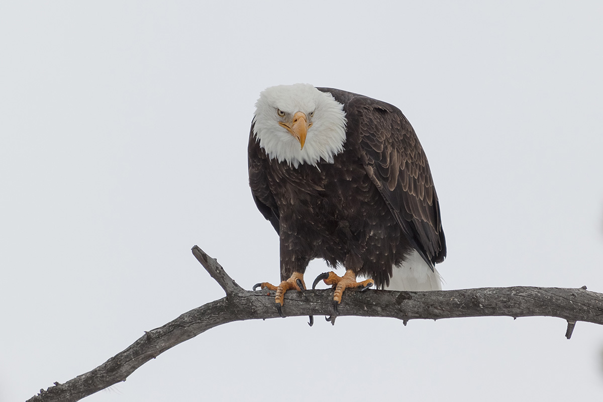Bald Eagle Photographed on Hayden Valley Wildlife Tour - Buffalo Roam Tours