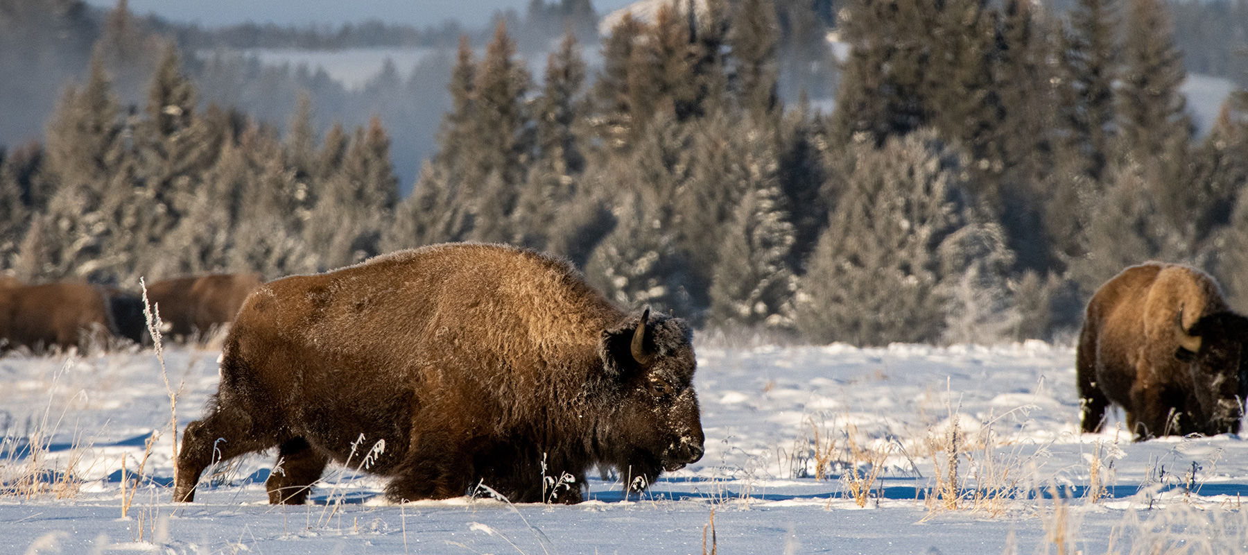 Buffalo on Grand Teton National Park Winter Wildlife Tour - Buffalo Roam Tours