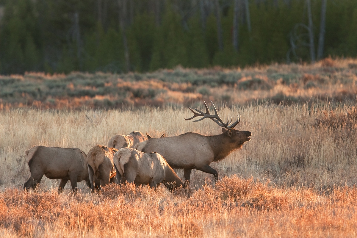 Elk on Private Grand Teton Wildlife Tour - Buffalo Roam Tours