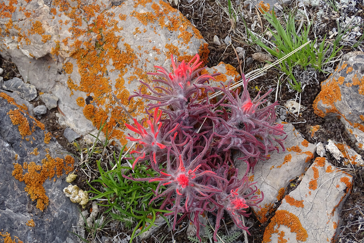 Colorful Plants on Private Yellowstone Day Tour - Buffalo Roam Tours