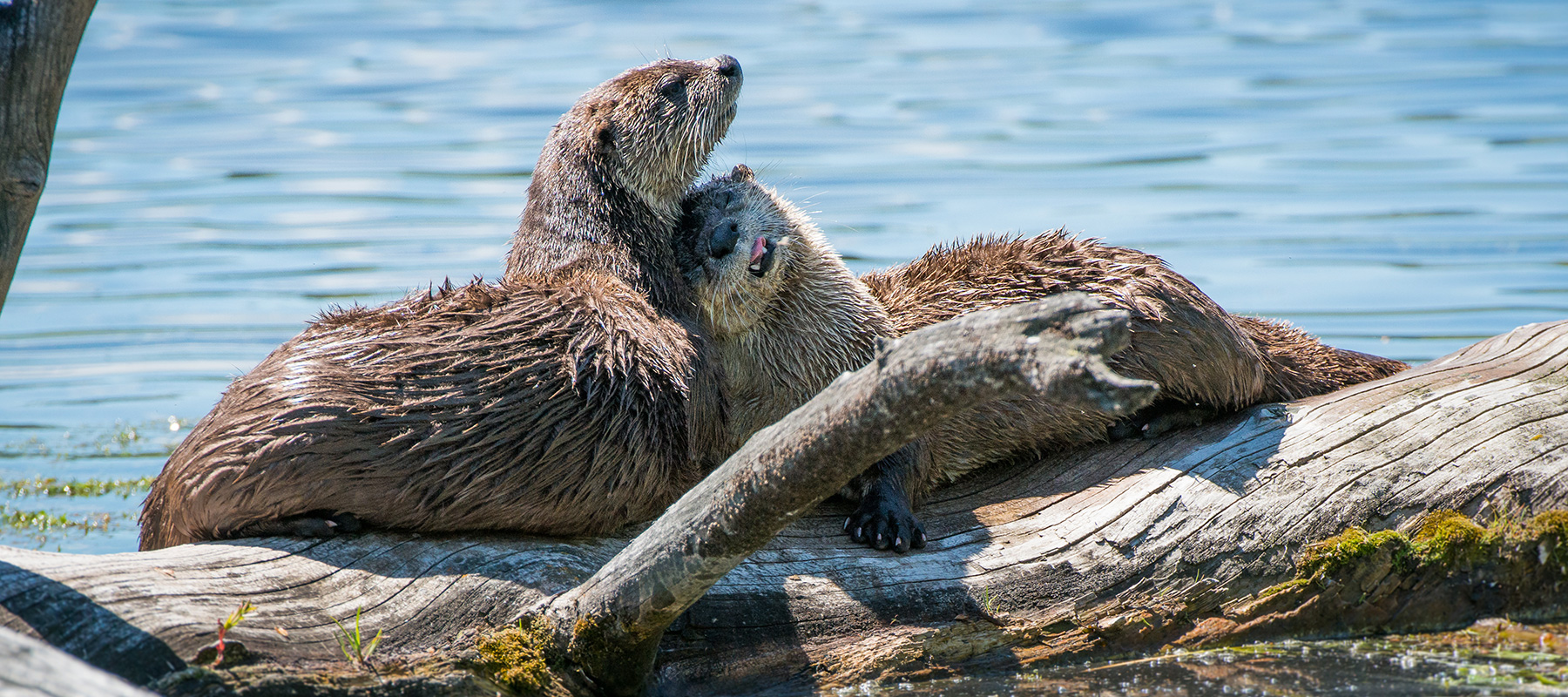 Playful Otters on Jackson Hole National Park Eco Tour - Buffalo Roam Tours