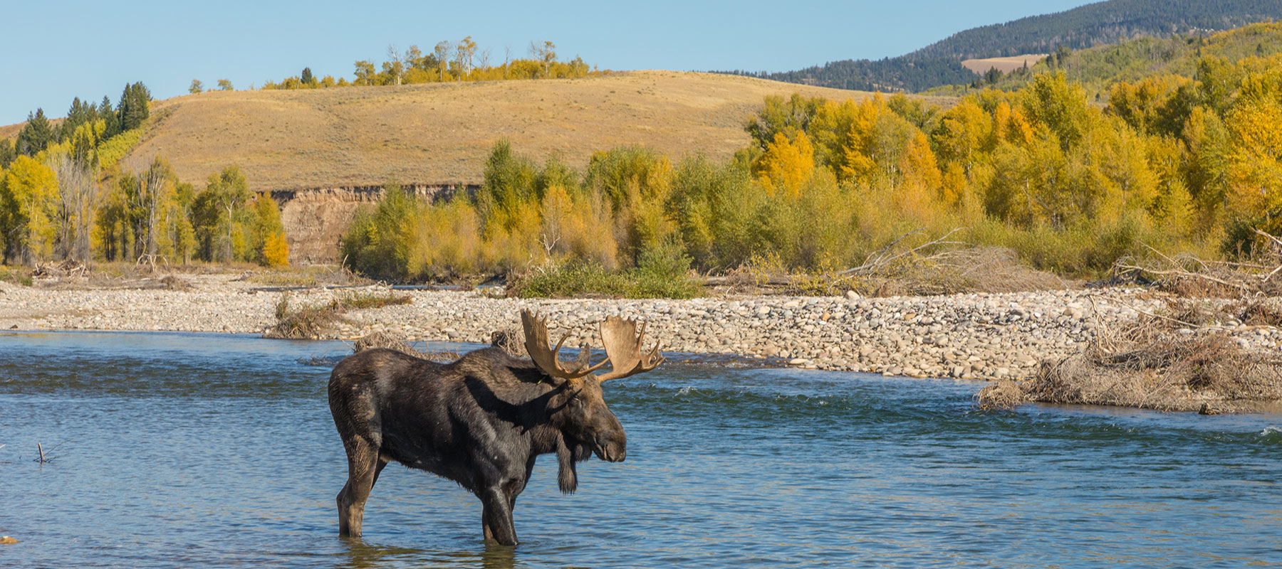 Bull Moose Spotted on Tour of Yellowstone and Grand Teton National Parks from Jackson Hole, WY - Buffalo Roam Tours