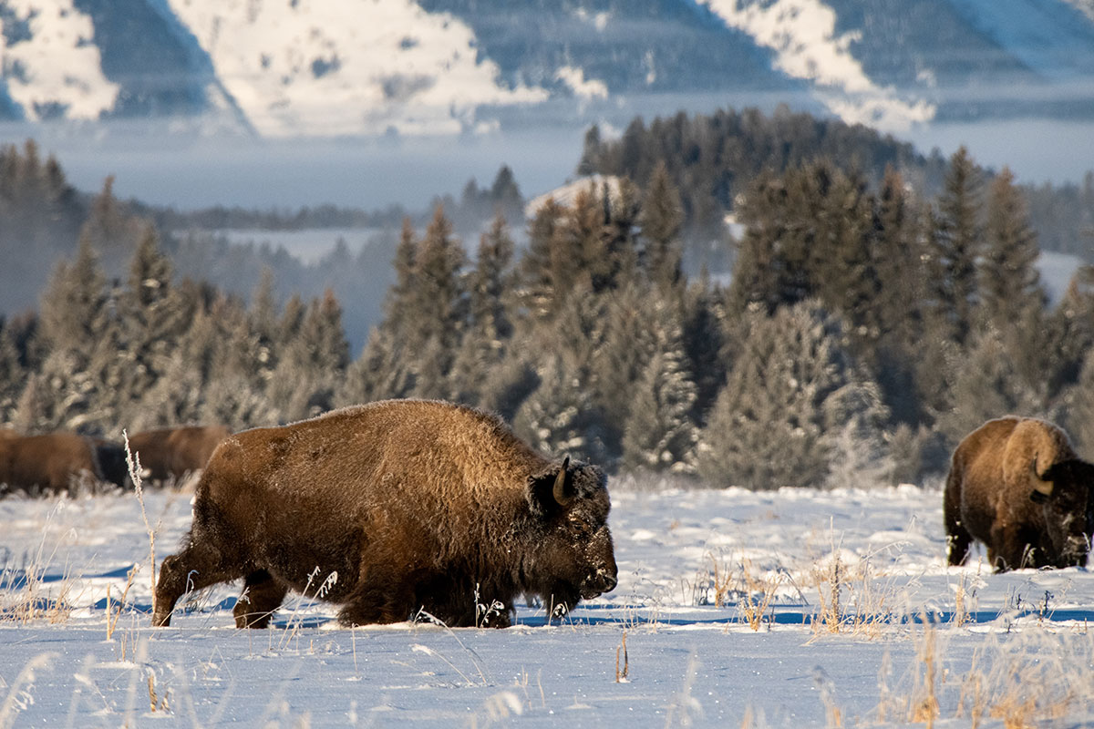 Buffalo on Grand Teton National Park Winter Wildlife Tour - Buffalo Roam Tours