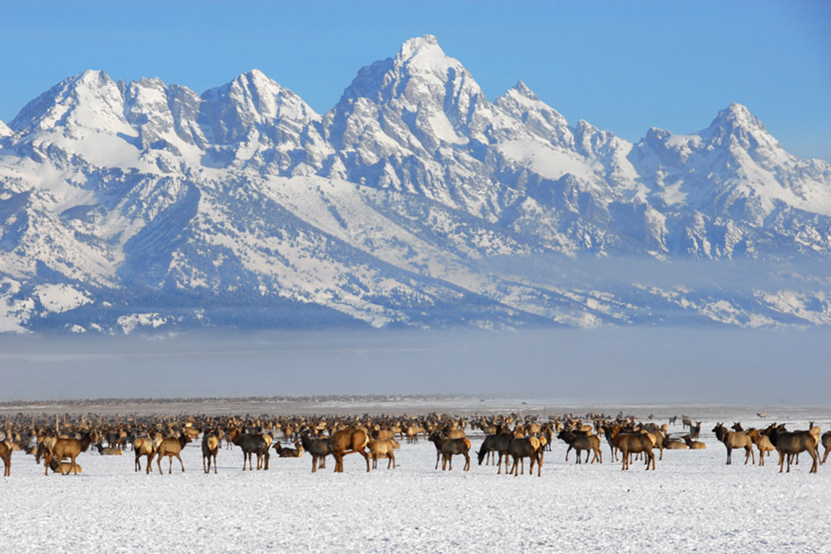 National Elk Refuge on Grand Teton Winter Day Tour - Buffalo Roam Tours