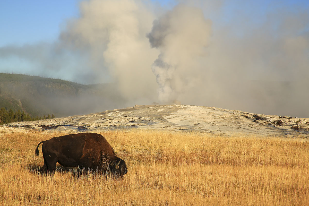 Buffalo in Front of Geyser on Yellowstone Private Wildlife Tour - Buffalo Roam Tours