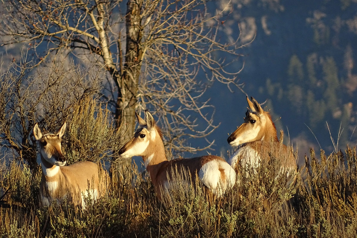 Antelope in Grand Teton National Park - Buffalo Roam Tours