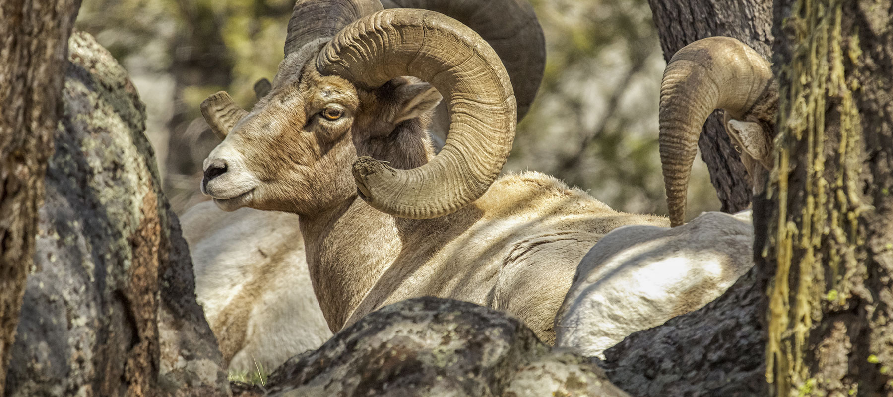 Bighorn Sheep on Jackson Hole Safari Tour - Buffalo Roam Tours