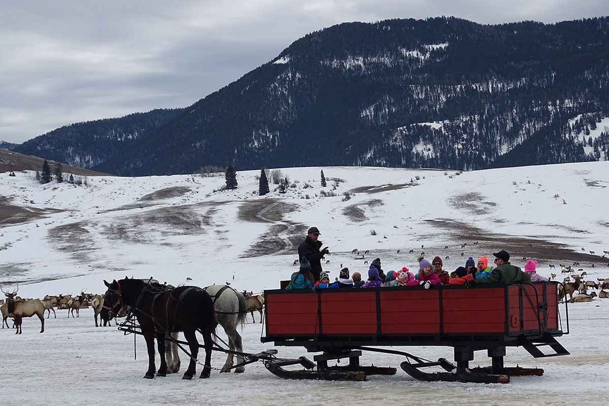 National Elk Refuge Sleigh Ride on Jackson Hole Winter Half-Day Tour - Buffalo Roam Tours