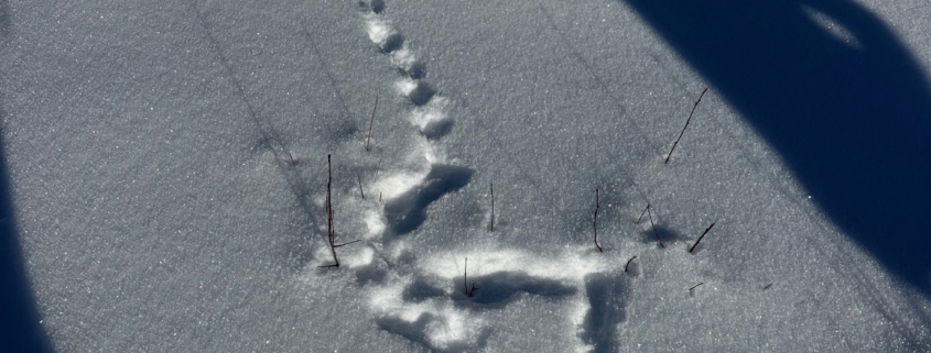 Coyote tracks curving through fresh snow observed on winter wildlife tours in Jackson Hole, illustrating predator travel patterns and winter behavior.