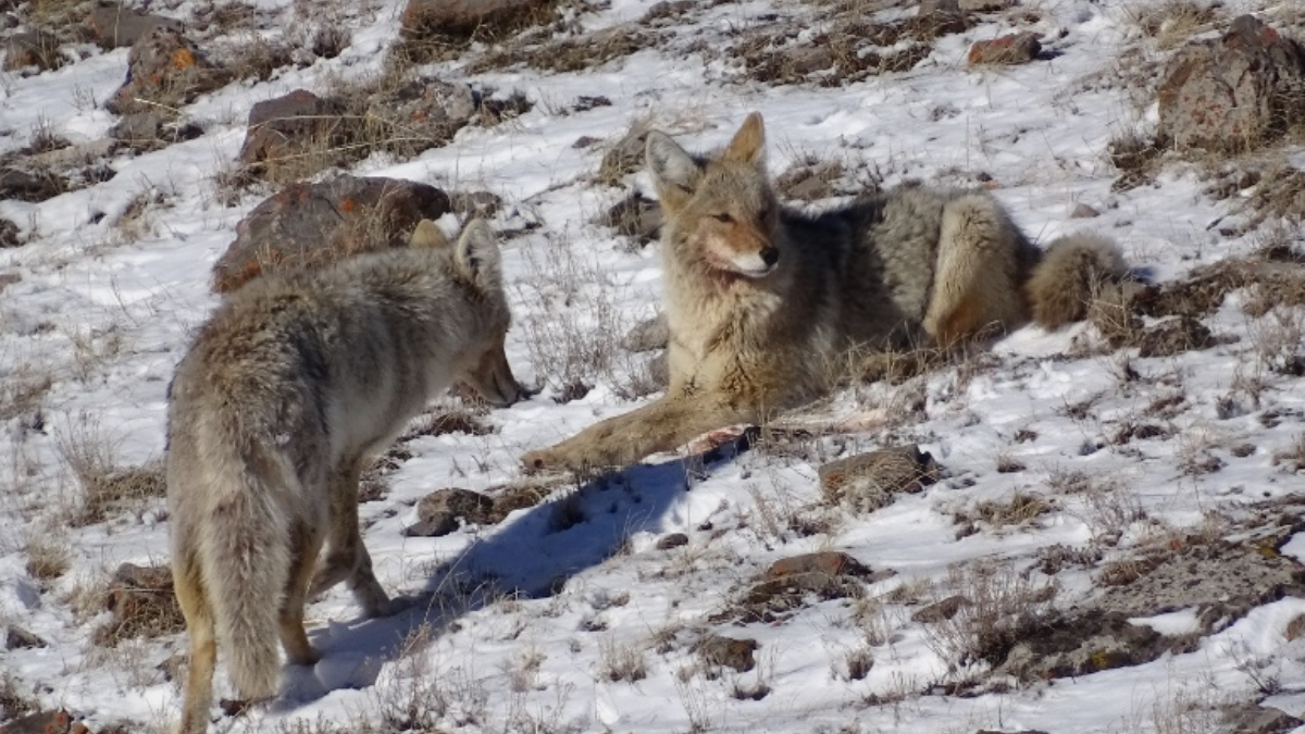 Coyotes resting in the snow during winter wildlife tours in Jackson Hole, showcasing mating season behavior and winter survival.