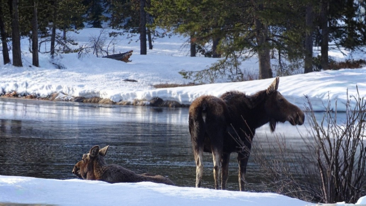 Moose standing along a partially frozen river during winter wildlife tours in Jackson Hole, illustrating cold-season habitat and behavior.