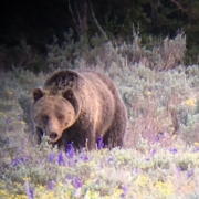 Grizzly bear walking through sagebrush during Jackson Hole spring, a prime moment for bear watching in Grand Teton as bears emerge from hibernation.