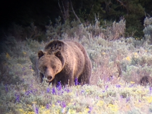 Grizzly bear walking through sagebrush during Jackson Hole spring, a prime moment for bear watching in Grand Teton as bears emerge from hibernation.