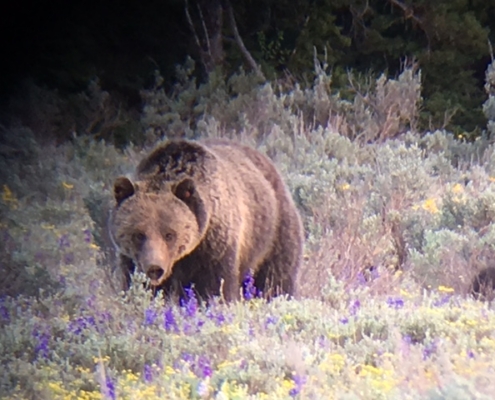 Grizzly bear walking through sagebrush during Jackson Hole spring, a prime moment for bear watching in Grand Teton as bears emerge from hibernation.