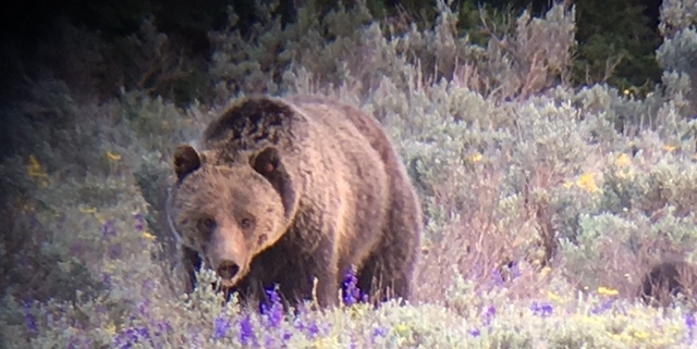 Grizzly bear walking through sagebrush during Jackson Hole spring, a prime moment for bear watching in Grand Teton as bears emerge from hibernation.