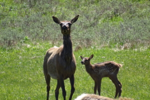 Elk cow and calf standing in green meadow during Jackson Hole spring, highlighting wildlife activity alongside bear watching in Grand Teton.
