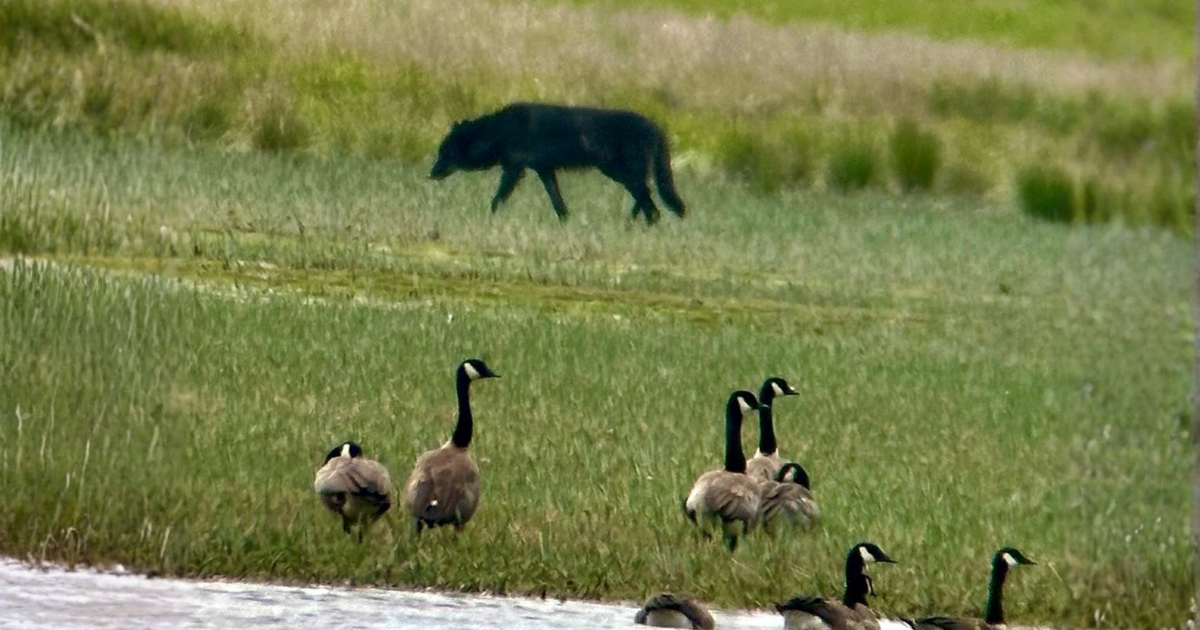 Gray wolf walking in the distance behind Canada geese near water in Yellowstone spring wildlife scene