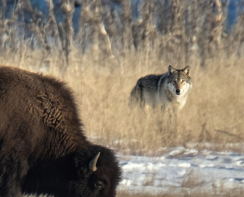 Gray wolf standing in grass while bison grazes nearby in Yellowstone National Park wildlife interaction
