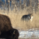 Gray wolf standing in grass while bison grazes nearby in Yellowstone National Park wildlife interaction