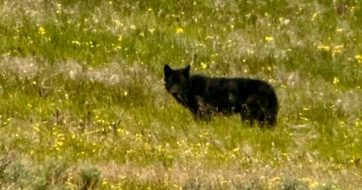 Gray wolf standing in green meadow with yellow wildflowers during spring in Yellowstone National Park