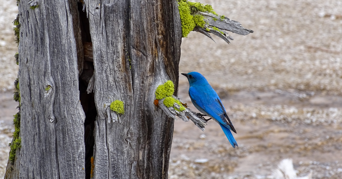 Mountain bluebird perched on weathered tree in Jackson Hole during spring wildlife season