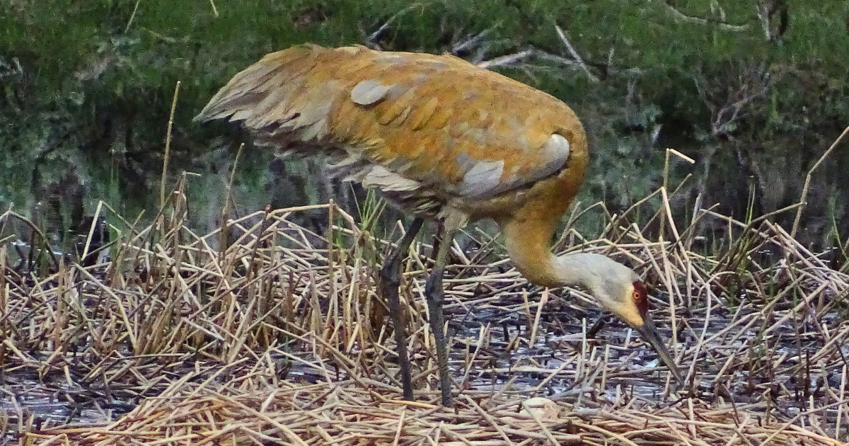 Sandhill crane feeding in marshy wetland habitat during spring in Yellowstone National Park wildlife scene