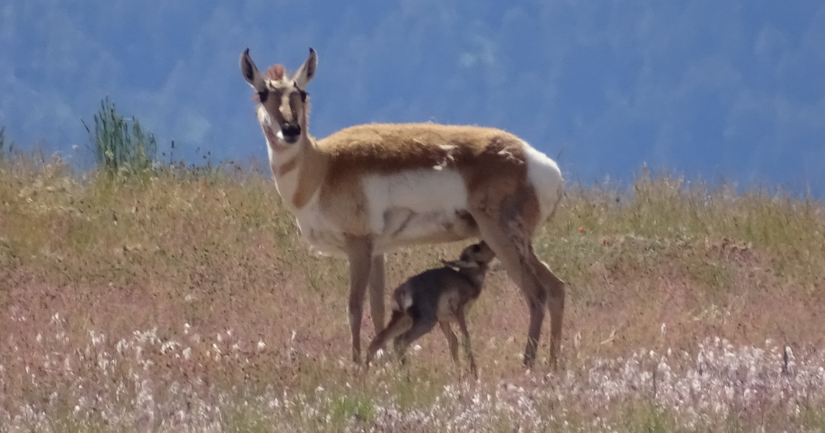 Elk mother nursing calf in grassy meadow, Yellowstone spring wildlife and family behavior