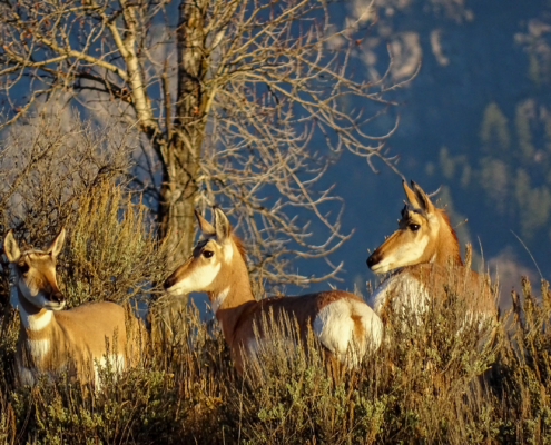 group of pronghorn antelope standing in sagebrush during spring wildlife tours Yellowstone Grand Teton
