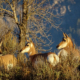 group of pronghorn antelope standing in sagebrush during spring wildlife tours Yellowstone Grand Teton
