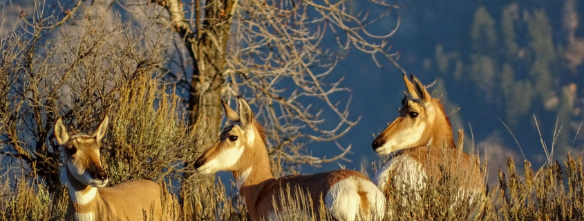 group of pronghorn antelope standing in sagebrush during spring wildlife tours Yellowstone Grand Teton