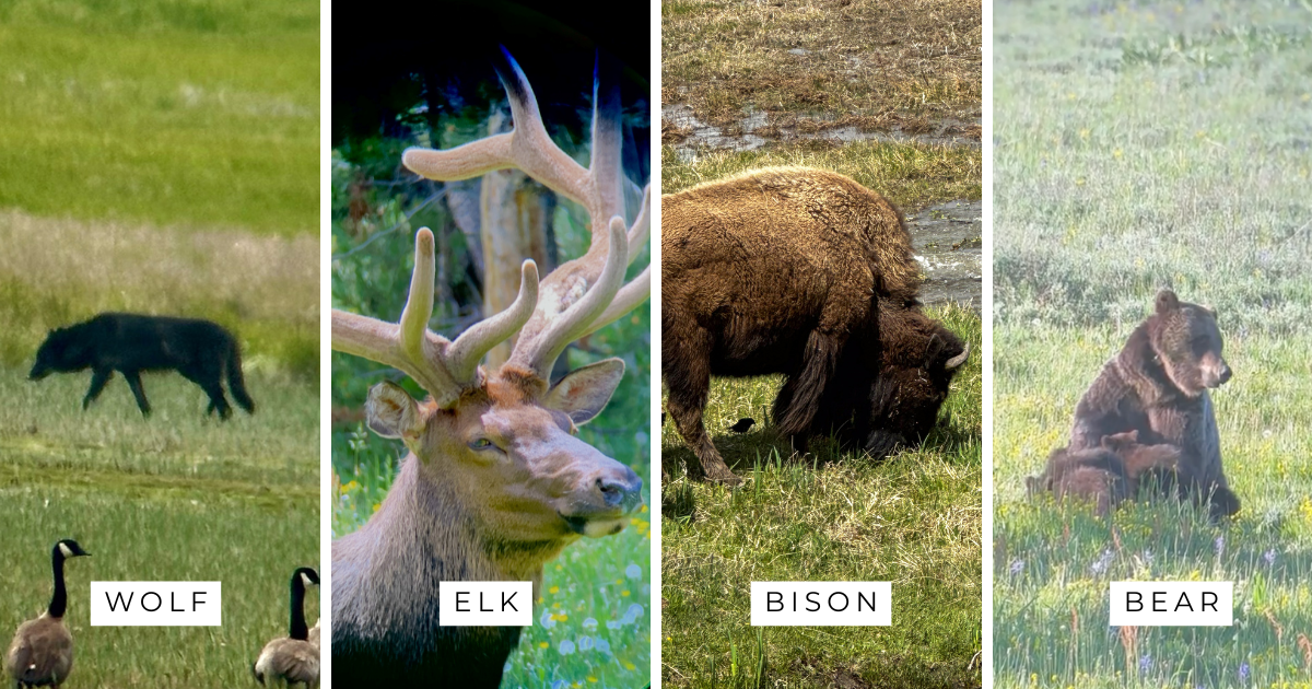 Yellowstone wildlife collage featuring wolf, elk, bison, and bear during spring wildlife tours
