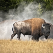 American bison walking through a Yellowstone meadow with steam rising behind it