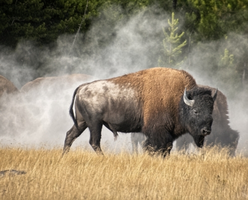 American bison walking through a Yellowstone meadow with steam rising behind it