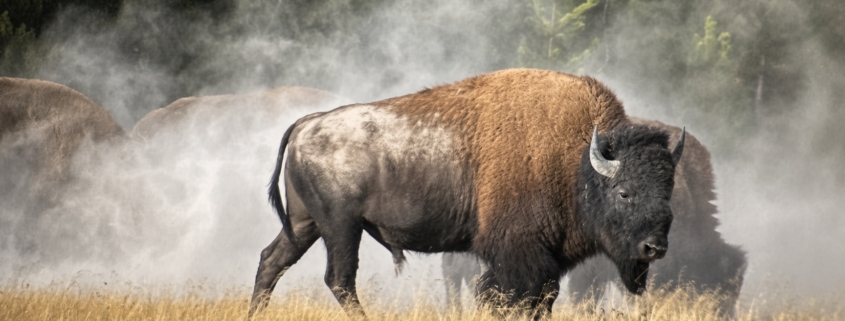 American bison walking through a Yellowstone meadow with steam rising behind it