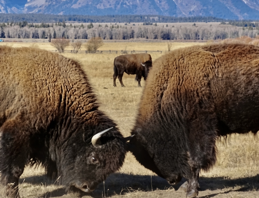 Bison standing in a meadow with the Teton mountains in the background